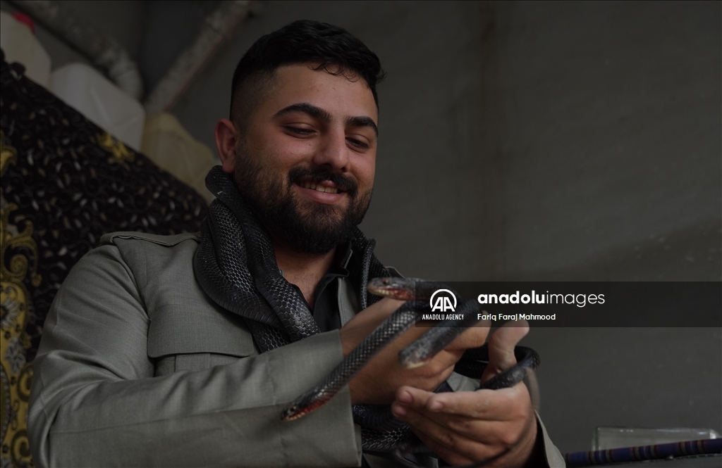بە بەخێوکردنی مار و دروستکردنی زەیت لە کاژەکەی، بژێوی ژیانیان پەیدا دەکەن