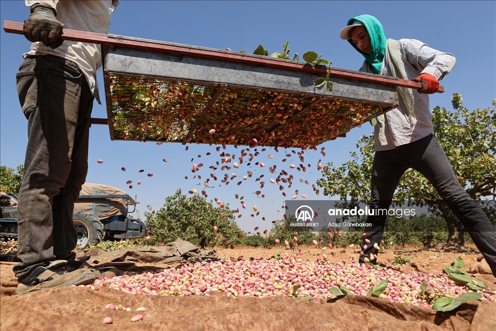 Ber û bereketa fistiqê Entabê zêde bû