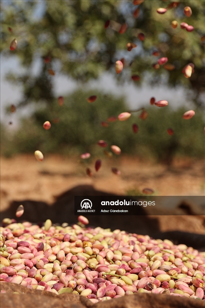 Ber û bereketa fistiqê Entabê zêde bû