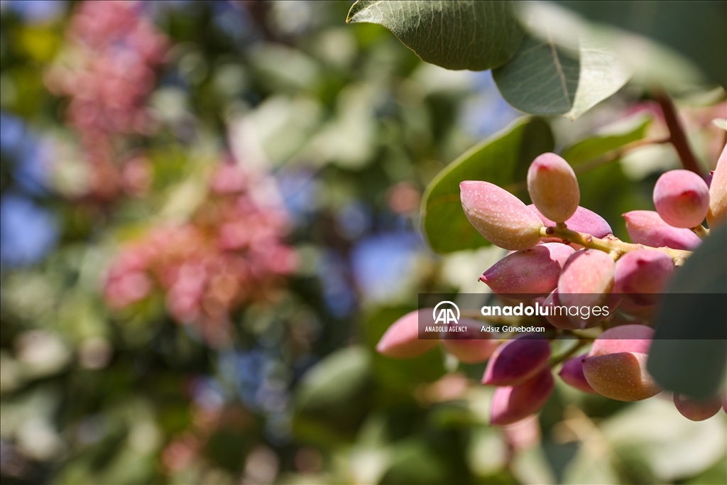 Ber û bereketa fistiqê Entabê zêde bû