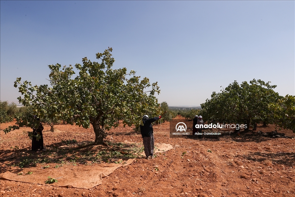 Ber û bereketa fistiqê Entabê zêde bû