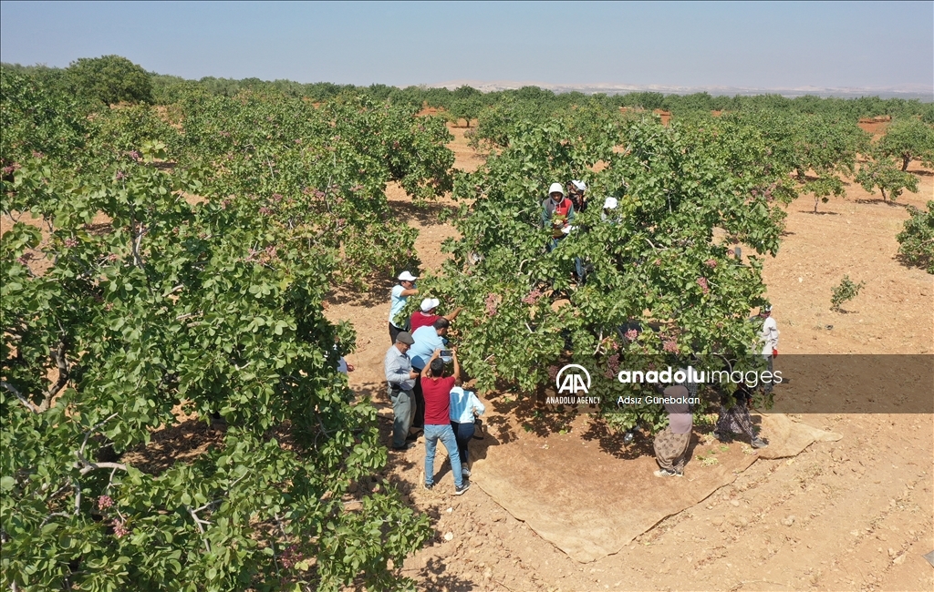 Ber û bereketa fistiqê Entabê zêde bû