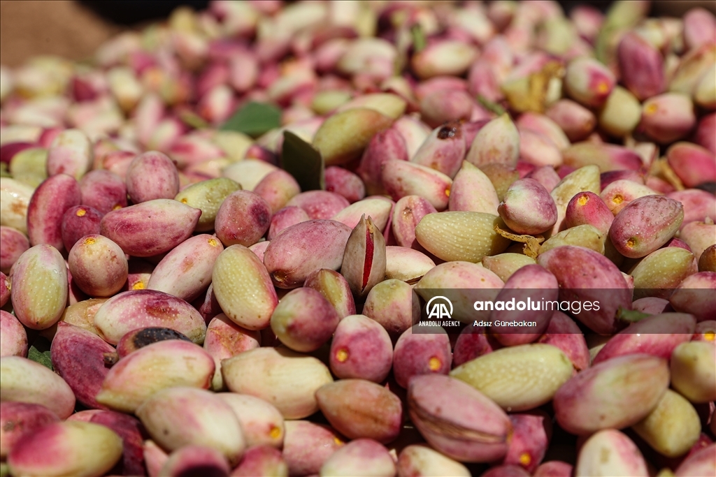 Ber û bereketa fistiqê Entabê zêde bû