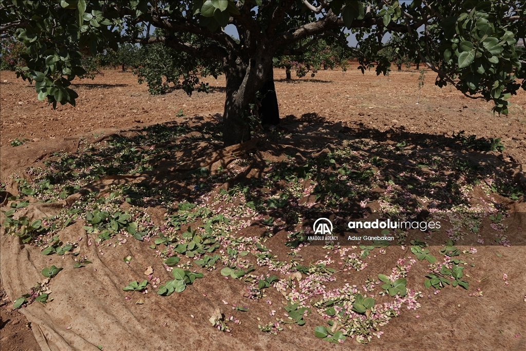 Ber û bereketa fistiqê Entabê zêde bû