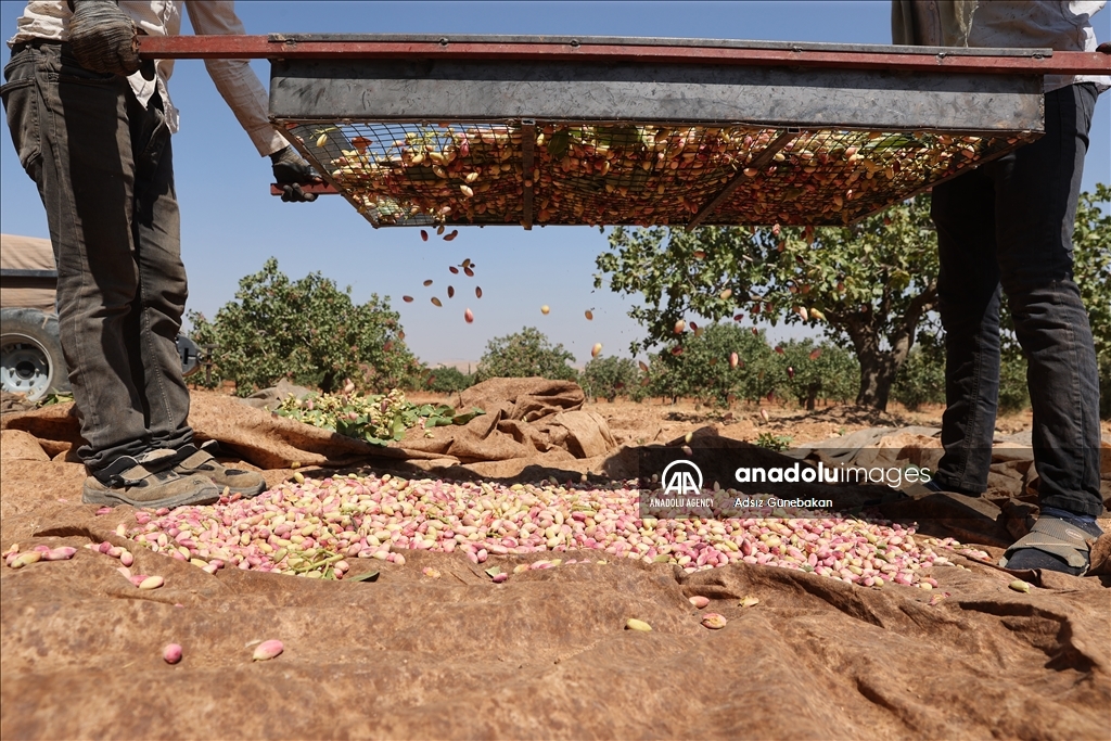 Ber û bereketa fistiqê Entabê zêde bû