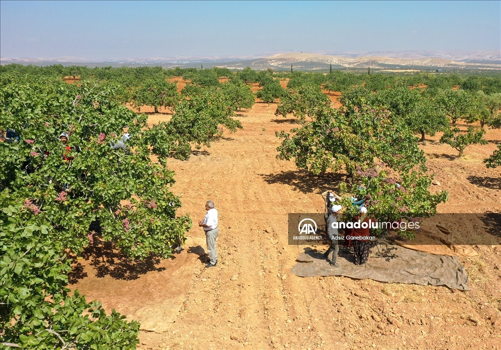 Ber û bereketa fistiqê Entabê zêde bû