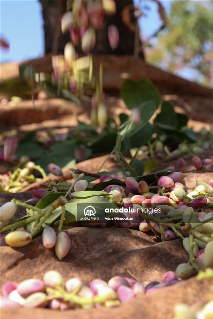 Ber û bereketa fistiqê Entabê zêde bû