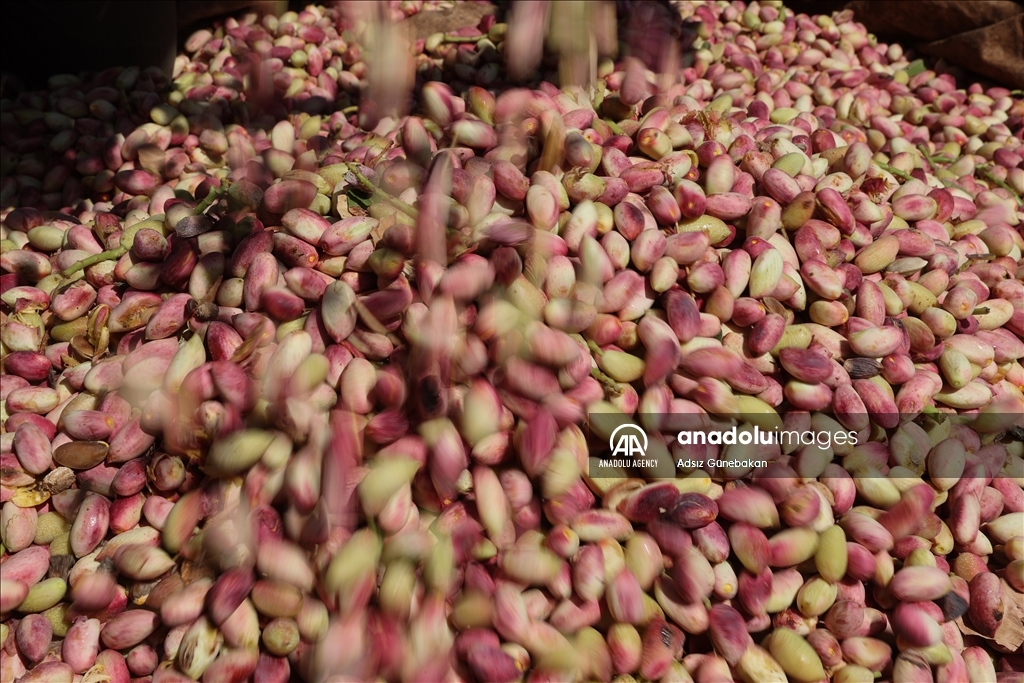 Ber û bereketa fistiqê Entabê zêde bû