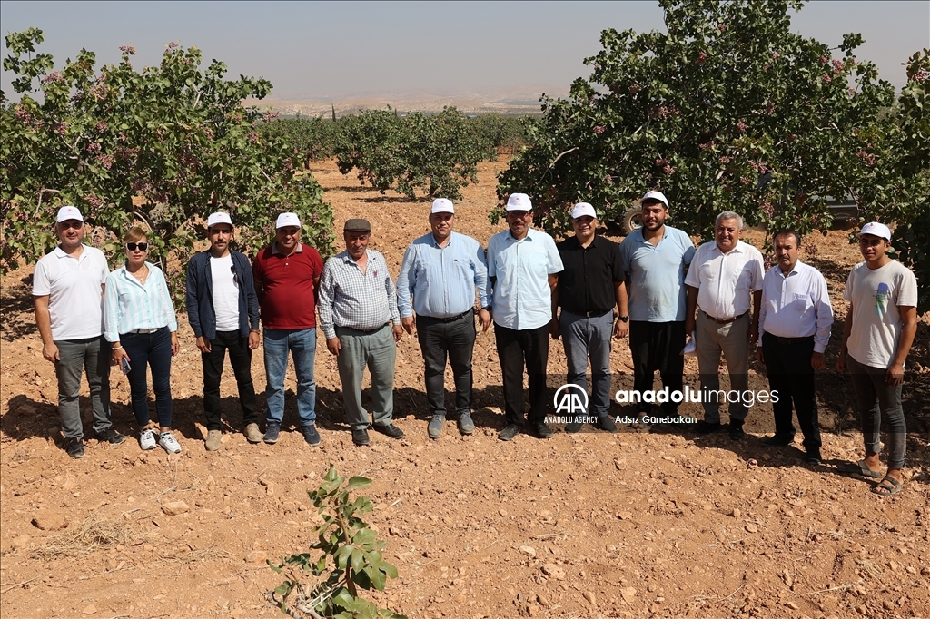 Ber û bereketa fistiqê Entabê zêde bû