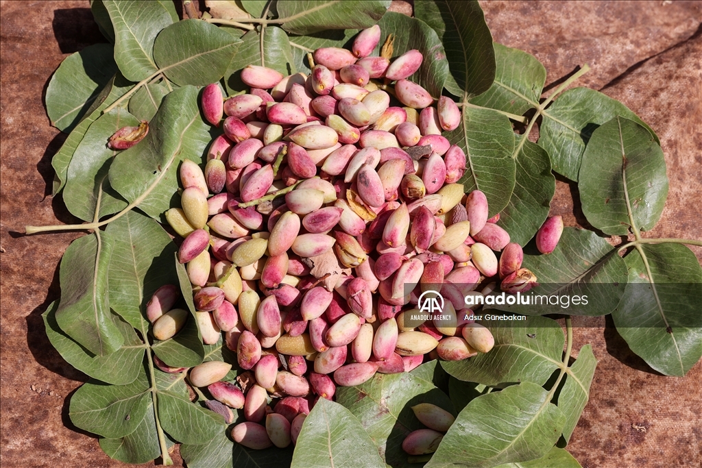 Ber û bereketa fistiqê Entabê zêde bû