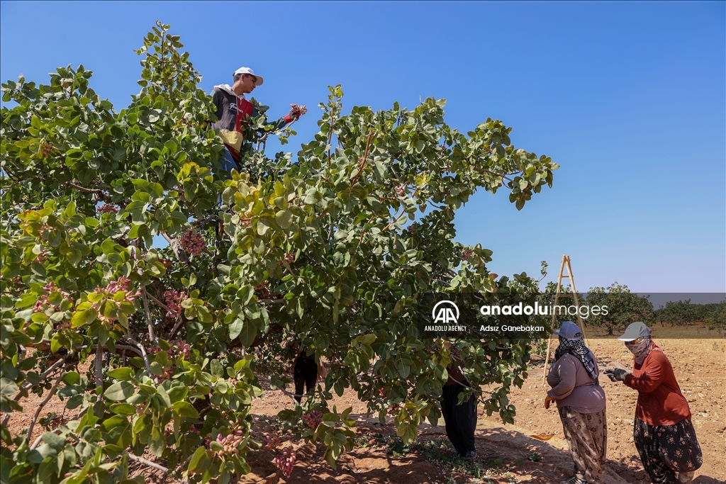 Ber û bereketa fistiqê Entabê zêde bû