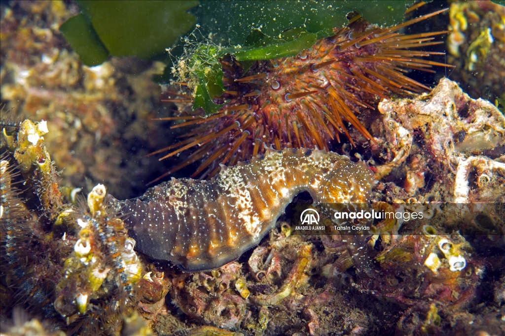 Deniz ekosisteminin belirleyici bir türü olan deniz kestaneleri