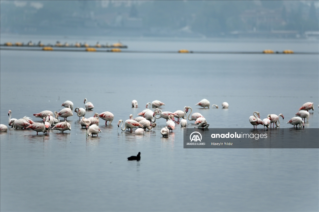 İzmit Körfezi flamingoları ağırlıyor