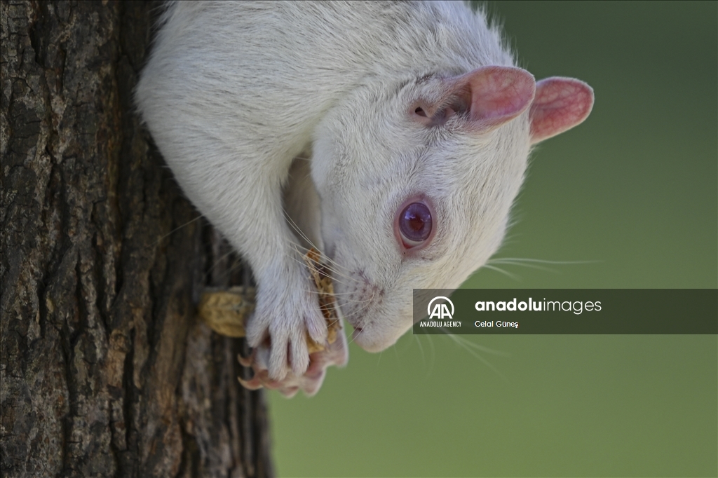 Albino squirrels, one of nature's rare creatures in Washington D.C