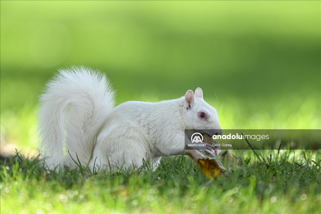 Albino squirrels, one of nature's rare creatures in Washington D.C