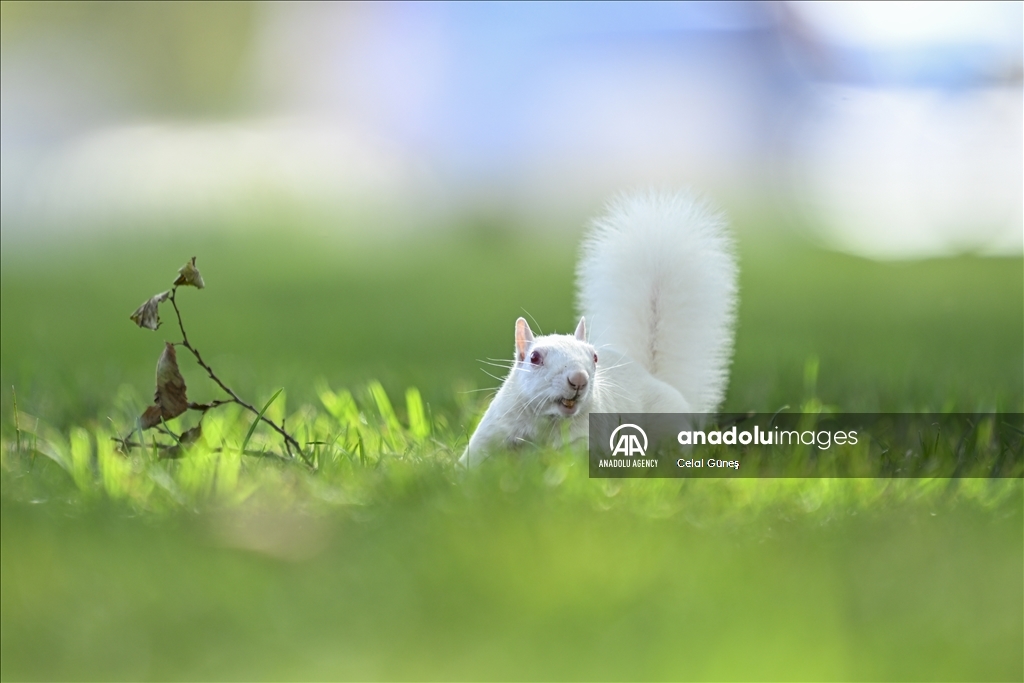 Albino squirrels, one of nature's rare creatures in Washington D.C