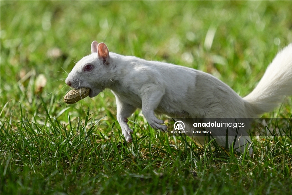 Albino squirrels, one of nature's rare creatures in Washington D.C