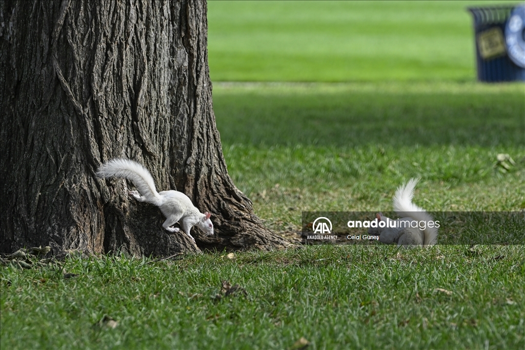 Albino squirrels, one of nature's rare creatures in Washington D.C