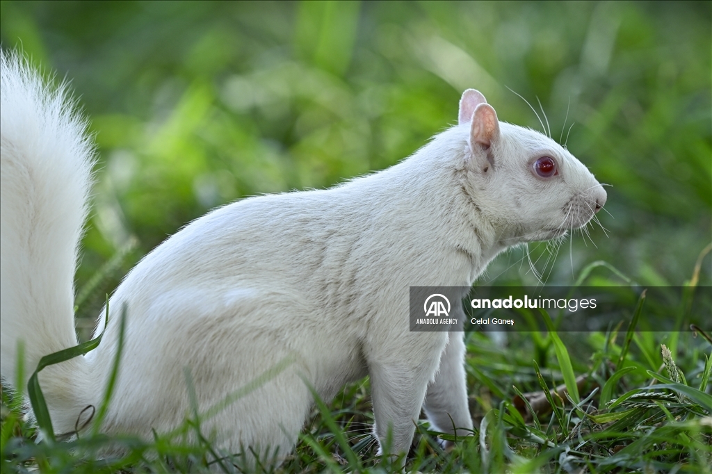 Albino squirrels, one of nature's rare creatures in Washington D.C