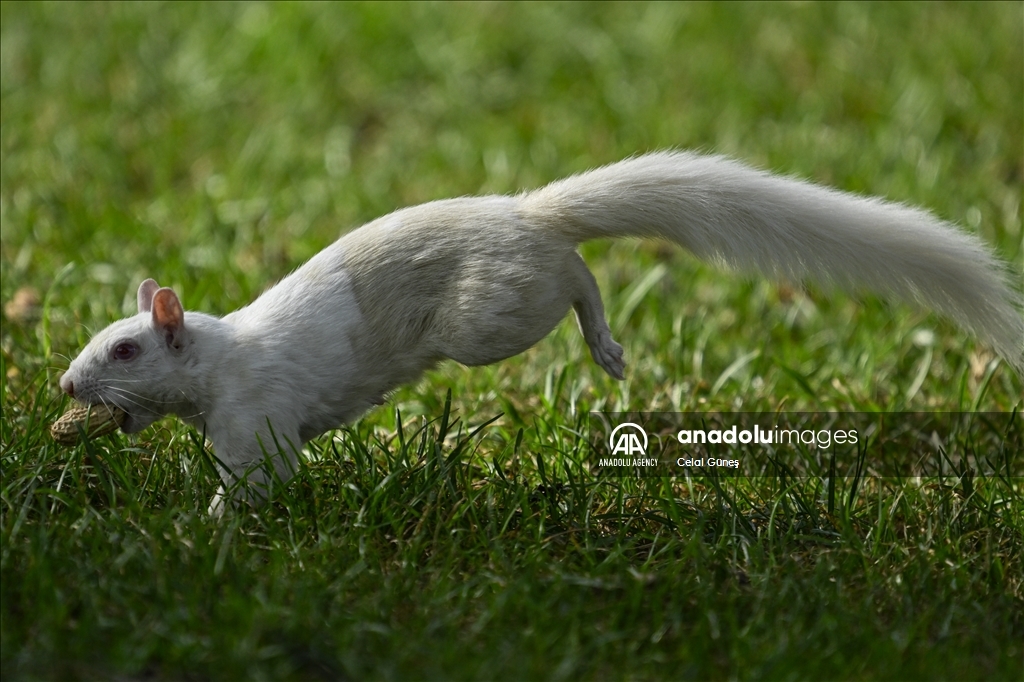 Albino squirrels, one of nature's rare creatures in Washington D.C