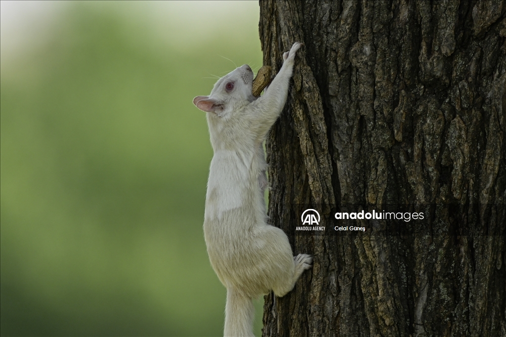 Albino squirrels, one of nature's rare creatures in Washington D.C