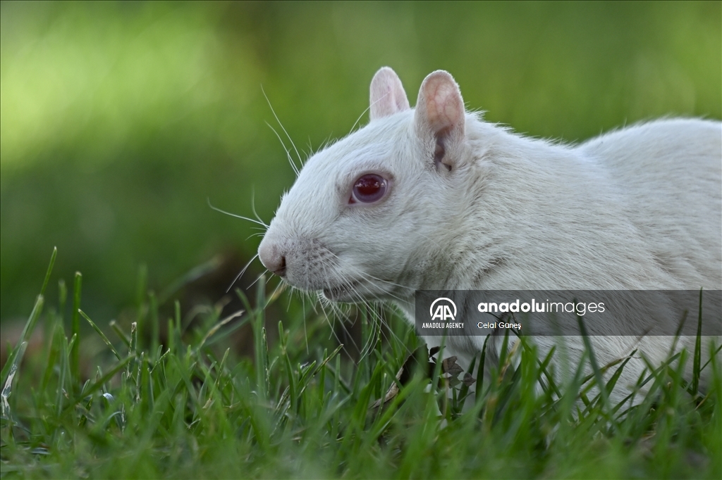 Albino squirrels, one of nature's rare creatures in Washington D.C