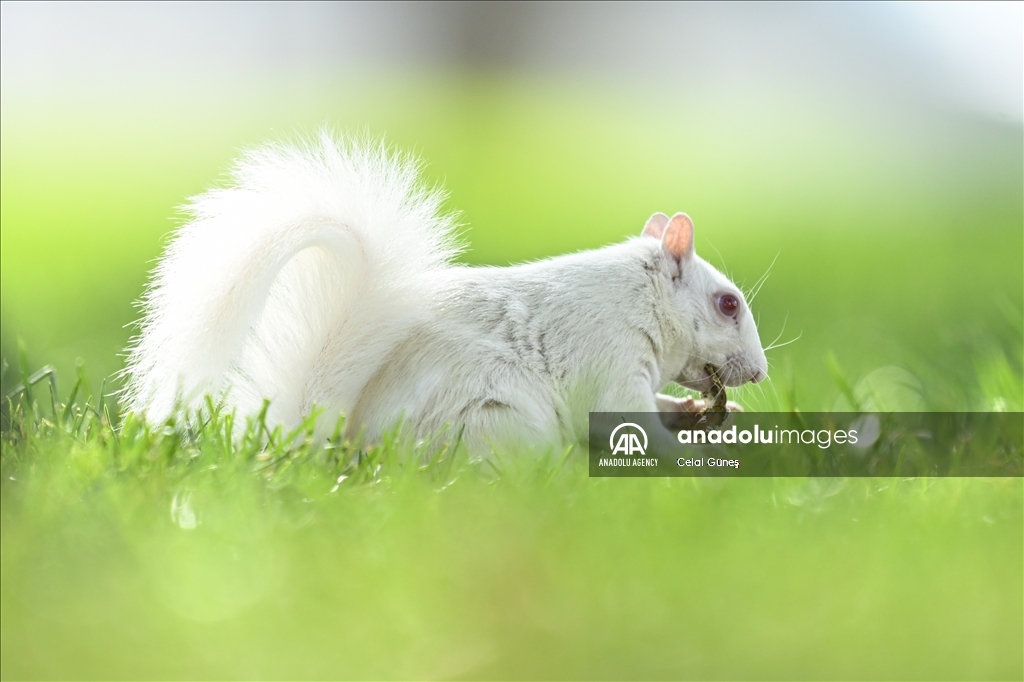 Albino squirrels, one of nature's rare creatures in Washington D.C