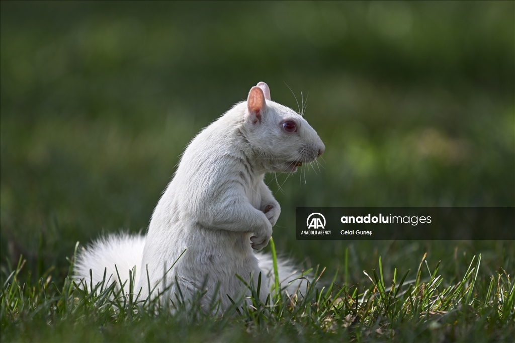 Albino squirrels, one of nature's rare creatures in Washington D.C