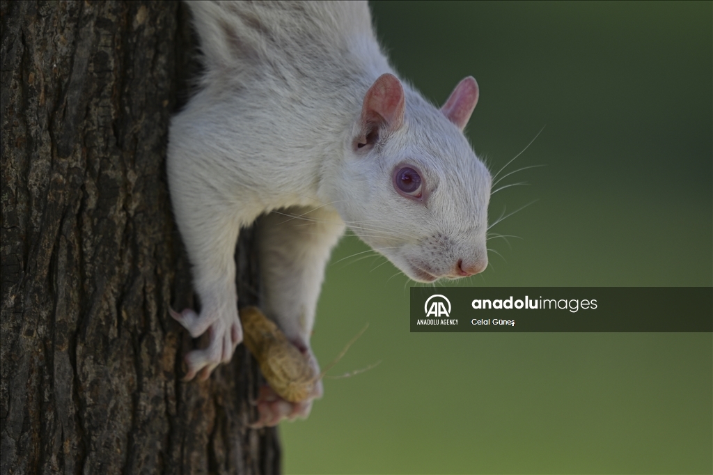 Albino squirrels, one of nature's rare creatures in Washington D.C