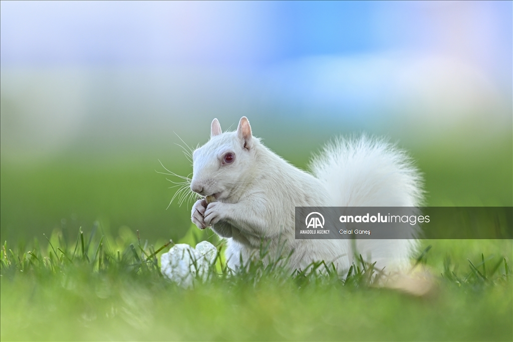 Albino squirrels, one of nature's rare creatures in Washington D.C