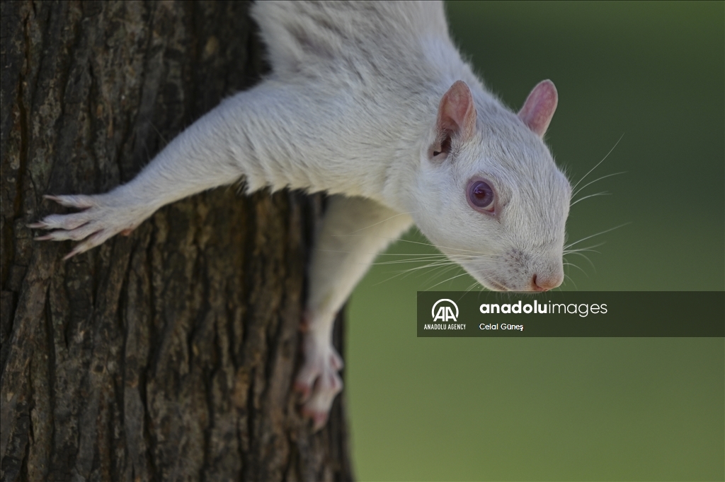 Albino squirrels, one of nature's rare creatures in Washington D.C