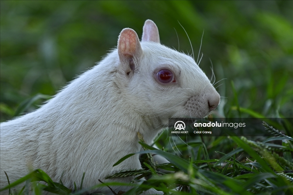 Albino squirrels, one of nature's rare creatures in Washington D.C