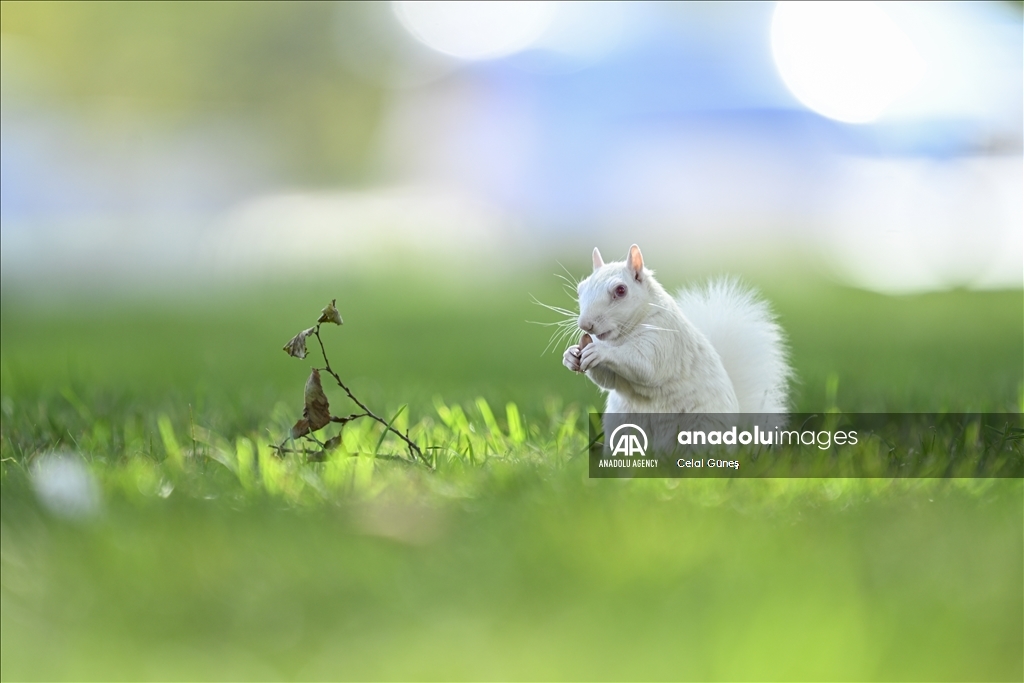 Albino squirrels, one of nature's rare creatures in Washington D.C