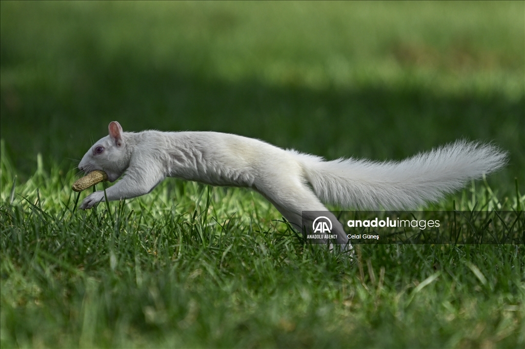 Albino squirrels, one of nature's rare creatures in Washington D.C