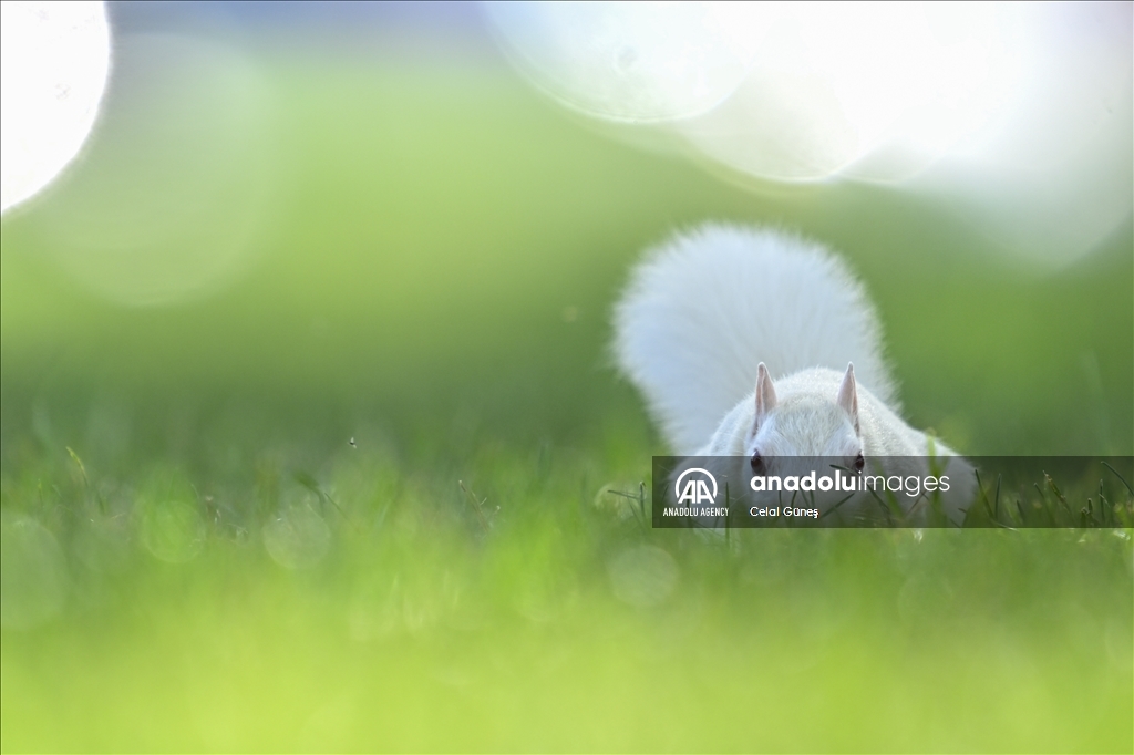 Albino squirrels, one of nature's rare creatures in Washington D.C