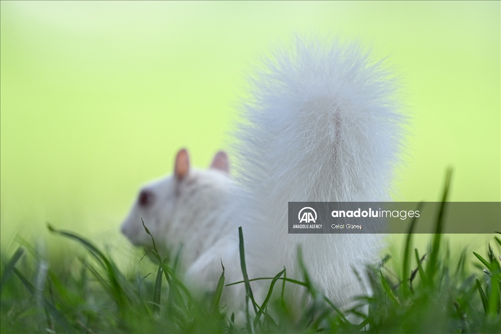 Albino squirrels, one of nature's rare creatures in Washington D.C