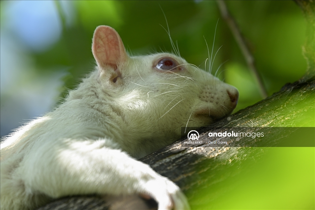 Albino squirrels, one of nature's rare creatures in Washington D.C