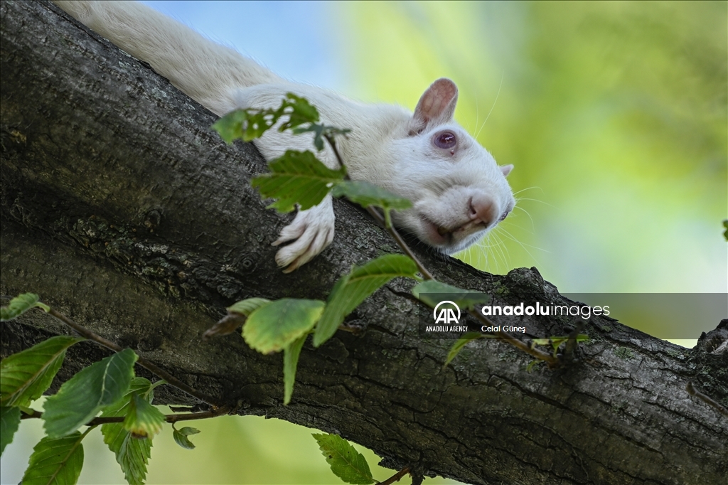 Albino squirrels, one of nature's rare creatures in Washington D.C