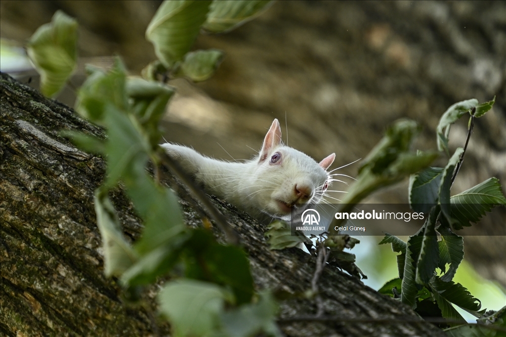Albino squirrels, one of nature's rare creatures in Washington D.C