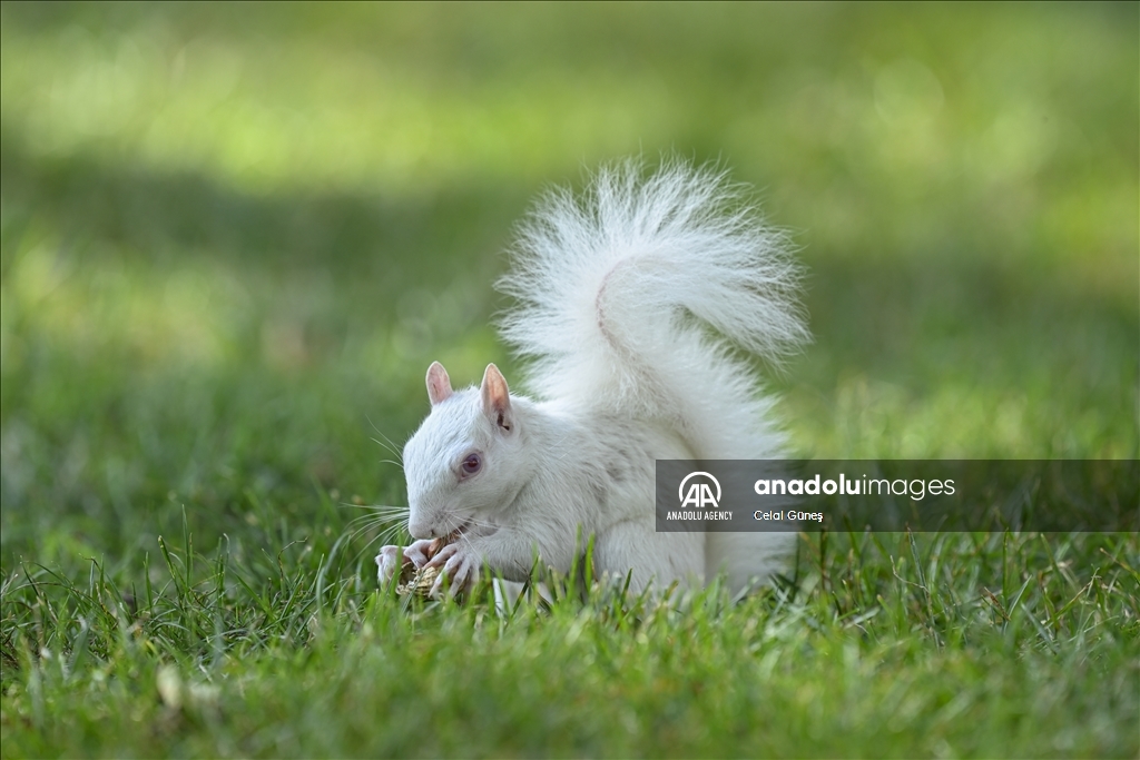 Albino squirrels, one of nature's rare creatures in Washington D.C