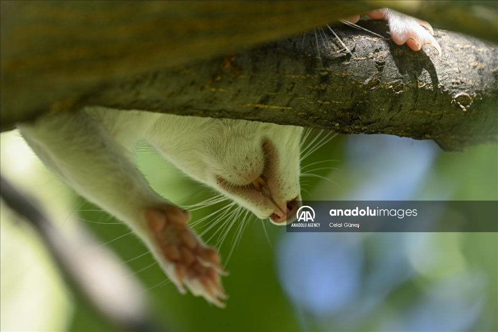 Albino squirrels, one of nature's rare creatures in Washington D.C