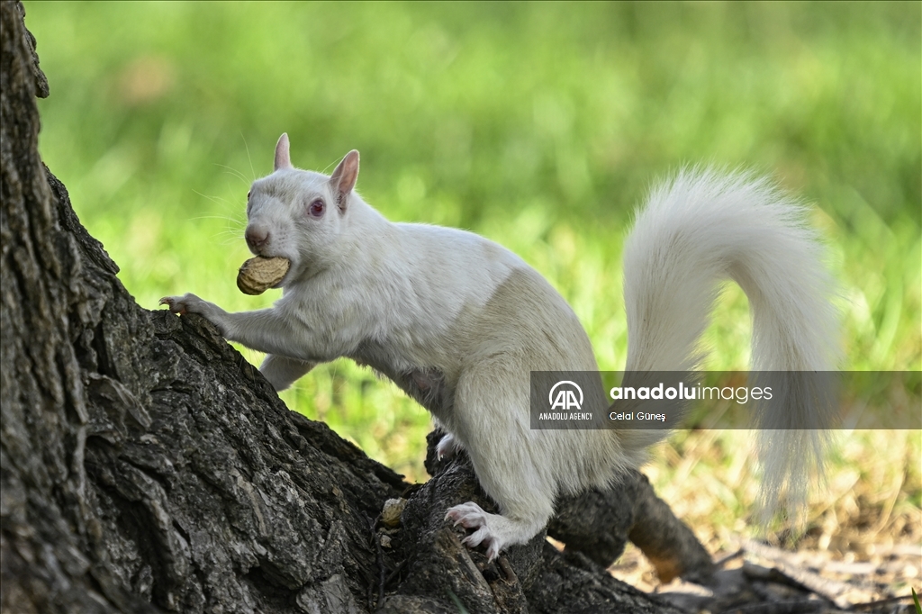 Albino squirrels, one of nature's rare creatures in Washington D.C