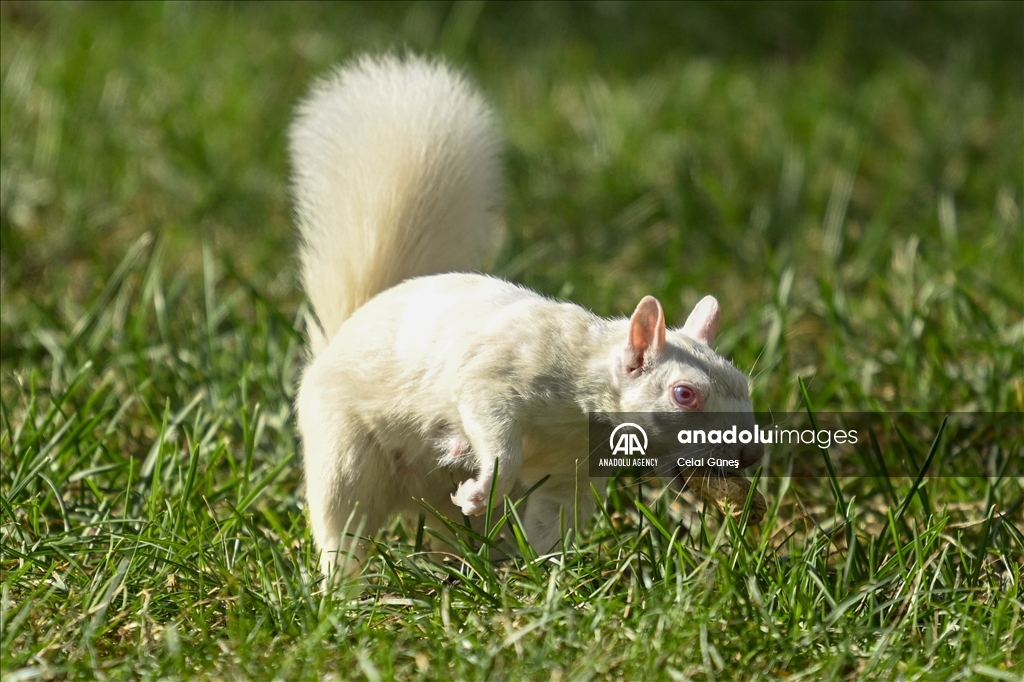 Albino squirrels, one of nature's rare creatures in Washington D.C