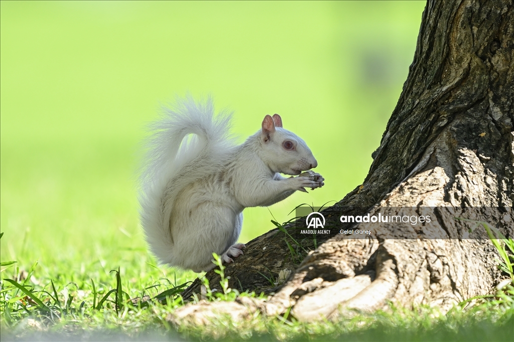 Albino squirrels, one of nature's rare creatures in Washington D.C