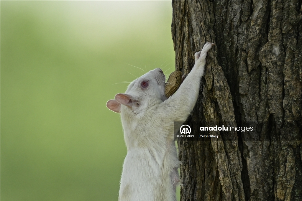 Albino squirrels, one of nature's rare creatures in Washington D.C