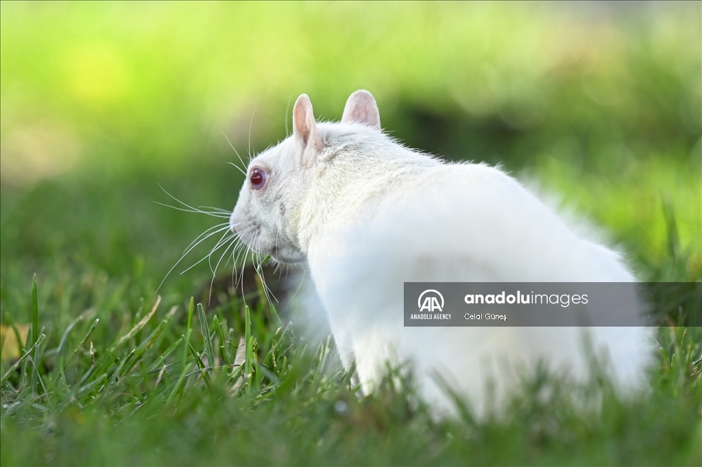 Albino squirrels, one of nature's rare creatures in Washington D.C