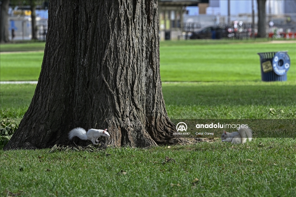 Albino squirrels, one of nature's rare creatures in Washington D.C