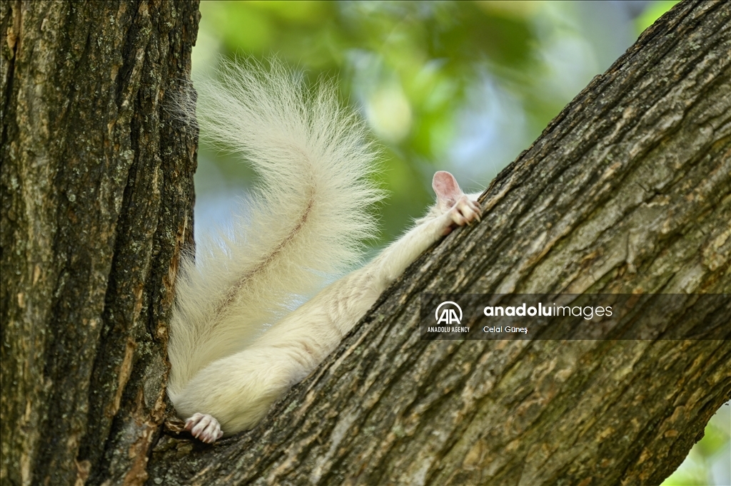 Albino squirrels, one of nature's rare creatures in Washington D.C