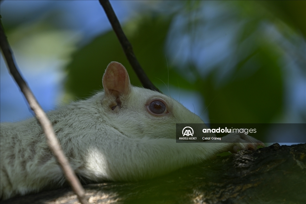 Albino squirrels, one of nature's rare creatures in Washington D.C