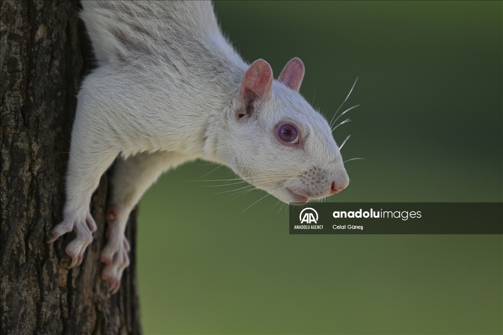 Albino squirrels, one of nature's rare creatures in Washington D.C